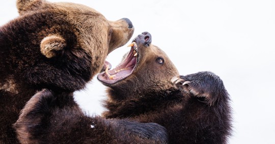 vechtende beren